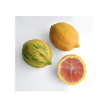 4 Yaş Aşılı Tropikal Pembe Alacalı Limon Fidanı. Torbada