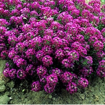 Alyssum Pembe Çiçekli Kokulu Çiçekler500+Tohum N114585