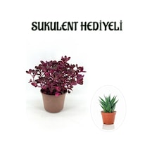 Anneler Gününe Özel Çingene Şalvarı İresine Herbtis Bitkisi Sarı Milli Kaktüs Hediyeli