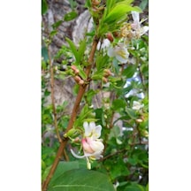 Kış Hanımeli Fidanı, Lonicera Fragrantissima, 20 Cm Ve Üzeri, Yaprak Döken, Limon Kokulu Çiçekli, 1-3 Metre Büy Çok Renkli