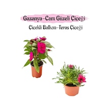 Pembe Renk Cam Güzeli 1 Adet+ Pembe Gazanya Çiçeği 1 Adet Saksılı 10-20cm