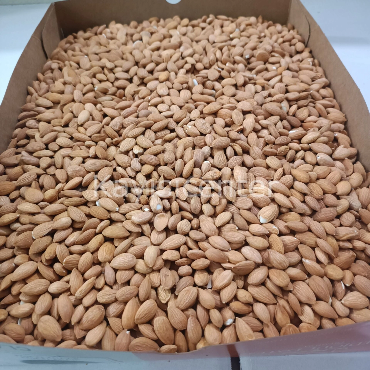 Toptan Kayısı Çekirdeği 10 Kg Diğer