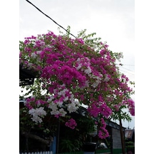 Videolu Sarmaşık Begonvil 70 100 Cm 1 Adet Saksılı Dış Mekan Dekoratif Bitkisi Bougainvillea