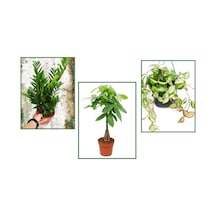 Alacalı Mum Çiçeği & Pachira & Zamia