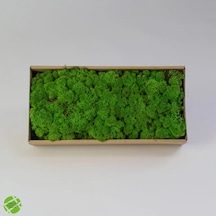 Reindeer Moss Forest Şoklanmış Norveç Yosunu 250gr