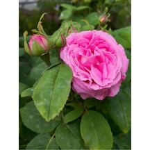 Isparta Pembe Yediveren Kokulu 30-60 Cm 10 Adet Saksılı/tüplü Aşılı Güller Isparta Rose