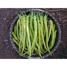 Sarı Sivri Çorbacı Biber Tohumu 1000+ Tohum