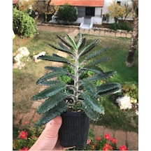 Aşkın Gözyaşı Çiçeği 15-25 Cm