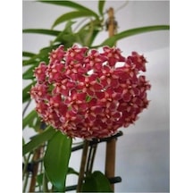 Serada Decor Plant Mum Çiçeği Kırmızı 20-25 Cm Ev Salon Bitkisi Hoya Carnosa İç Mekan Bitkisi