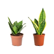 Sansevieria Mini - Paşa Kılıcı -peygamber Kılıcı Mini Seti