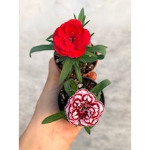 Mini Saksıda Karışık Renk Bodur Karanfil 2 Adet Çiçekli Bol Kokulu