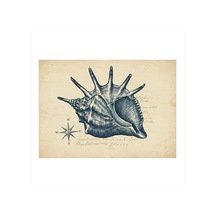 Deniz Kabuklu Yolu Art Mdf Poster