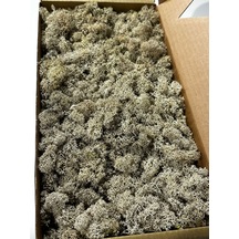 Reindermoss Şoklanmış Norveç Yosunu Terarium Yosunu Natural Green 5 Kg.