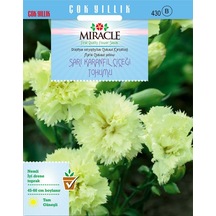 Miracle Marie Chabaud Sarı Karanfil Çiçeği Tohumu 190 Tohum