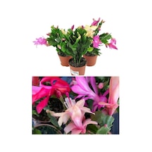 Çok Avantajlı Schlumbergera Çiçeği - Yılbaşı Çiçeği 3 Adet Farklı Renk