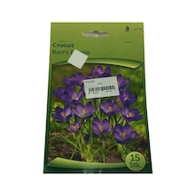 Crocus- Çiğdem Soğanı