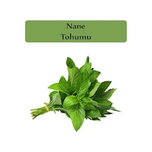 Zencefil Organik Nane Tohumu 1 Paket 0,02gr