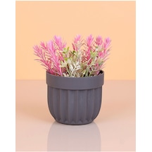 Çizgili Saksı Dikenli Çiçek Royaleks-5781