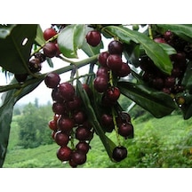 Karayemiş Fidanı 2 Yaş Prunus Laurocerasus Meyve Veren Dayanı