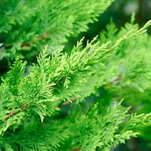 Leylandi Cupressocyparis Leylandii 80-100cm