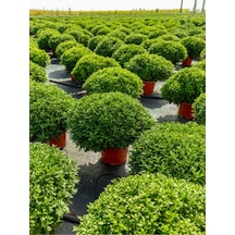 1 Adet Çalı Şimşir Fidanı Saksılı 30-45cm Bushy Yew Sapling