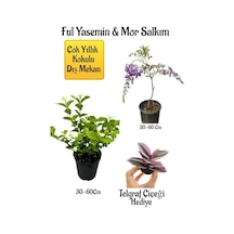Kokulu Ful Yasemin Çiçeği+mor Salkım Ağacı Fidanıtelgraf Çiçeği Peyzaj Seti