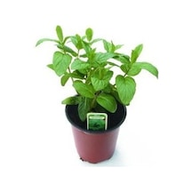 Kokulu Aromalı Doğal Nane Fidanı 2 Adet 10-20 Cm