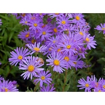 50 Adet Tohum Nadir Pembe Karışık Dilber Kirpiği Çiçek Tohumu Sak