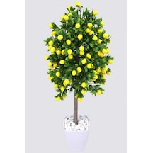 Tüplü Yediveren Limon Ağacı Fidanı