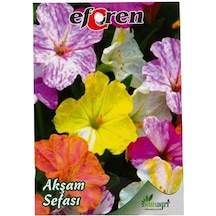 Eferen Akşam Sefası Çiçek Tohumu