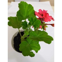 Kırmızı Sardunya Fidesi Fidanı 10-20 Cm
