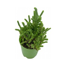Crassula Muscosa Prenses Çamı