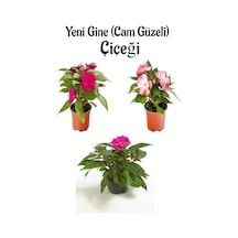 Fuşya + Pembe+ebruli Yeni Gine Cam Güzeli Çiçeği 3 Adet Balkon Bitkisi 10-15cm