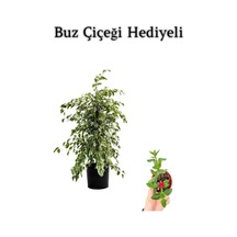 Beyaz Alacalı Benjamin Bitkisi Sevgililer Gününe Özel Buz Çiçeği Hediyeli