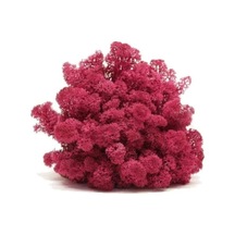 Reindeer Moss Mürdüm Şoklanmış Norveç Yosunu 30gr
