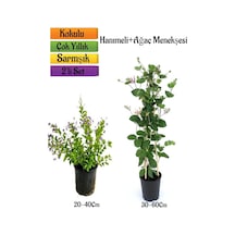 Duranta/mor Ağaç Menekşesi+kokulu Hanımeli Çiçeği Fidanı 2'li Bahçe Peyzaj Seti