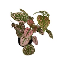 Puantiyeli Bitki  Hypoestes Phyllostachya 15-20 Cm Kırmızı N11.1478
