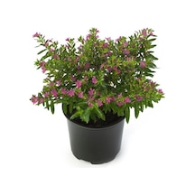 Kufeya Cennet Çiçeği Pembe Fidanı 10-20 Cm