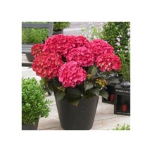 Ortanca Çiçeği Fidanı Tüplü Koyu Pembe Renk 10-20 Cm