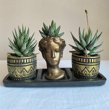 Haworthia 3'lü Sukulent Seti | Helen Gold Serisi