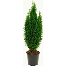 Mavi Salon Çamı Elwoodi Çamı 20-45 Cm