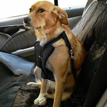 Köpek Araç Emniyet Kemeri Ve Tasması Arnav Siyah, S