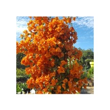 Serada Decor & Plant Turuncu Sarılıcı Begonvil Çiçeği Fidanı 100cm-120cm