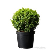 Buxus Sempervirens Şimşir Fidanı 10-20 Cm