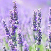 Lavandula Angustifolia Lavanta Çiçeği Tohumu 100 Adet N117489