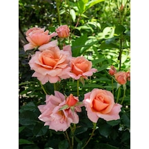 Videolu Gül Fidanı Somon Rengi 40 65 Cm 2 Adet Saksılı Aşılı Gül Salmon-colored Rose