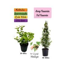 Kokulu Arap Yasemini+ful Yasemin+ıtır Çiçeği 3'lü Bahçe Seti