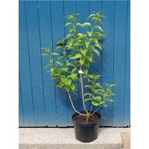 Leylak Fidanı Syringa Chinensis 40-50 Cm Bahar Çiçeği