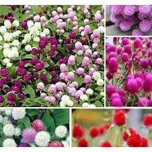 15 Adet Tohum Nadir Hanım Düğmesi Çiçeği Tohumu Saksı Topraklı