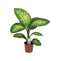 Difenbahya Bitkisi Dieffenbachia Tropic Snow Ev Ofis Salon Bitkisi 40-50 Cm